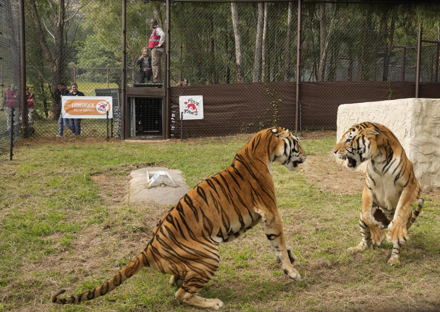 Four outlet paws lionsrock